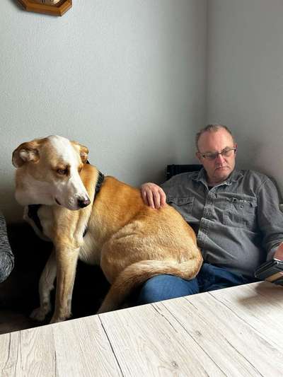 Wie kamst du zu deinem Hund?-Beitrag-Bild