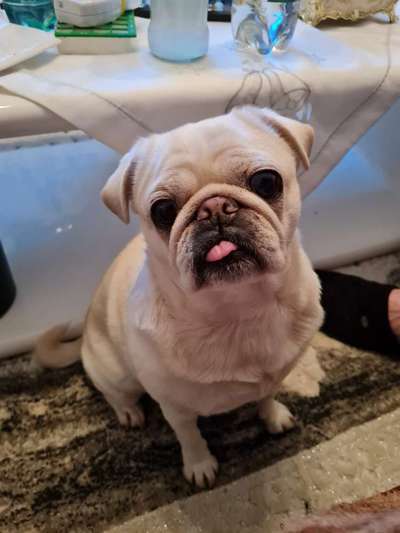 Fotochallenge Nr. 59 - Mein Hund zeigt die Zunge-Beitrag-Bild