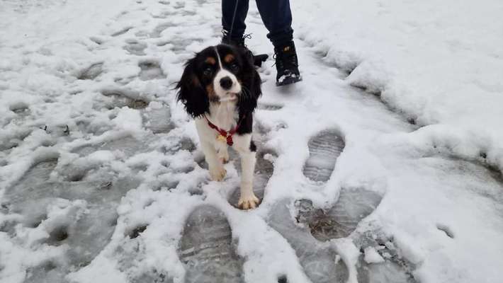 Hundetreffen-Playdate für Welpen-Bild