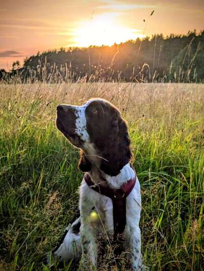 Englisch Springer Spaniel-Beitrag-Bild