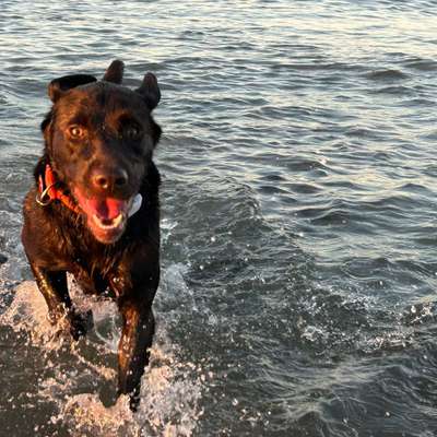 Hundetreffen-Hundestrand „Heidkate „-Bild