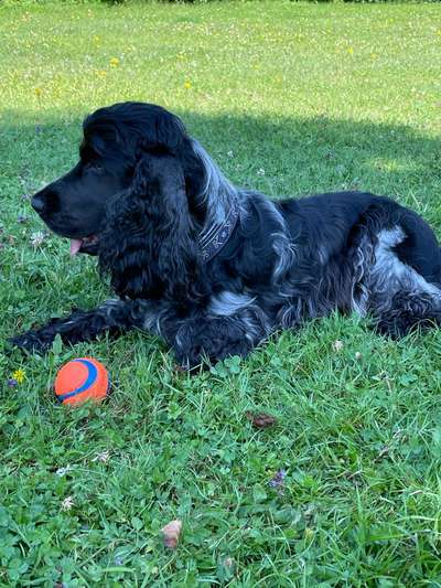 Englisch Cocker Spaniel-Beitrag-Bild
