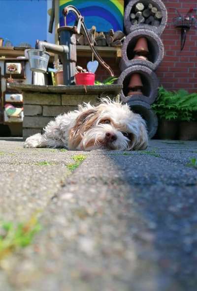 Die Dogorama Kalender Challenge 4/4-Beitrag-Bild