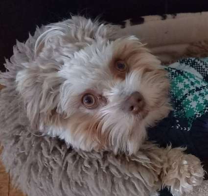 Dackelblick-Beitrag-Bild