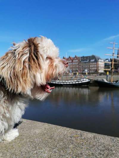 Die Dogorama Wochen Challenge: “Dein Hund im Urlaub”-Beitrag-Bild