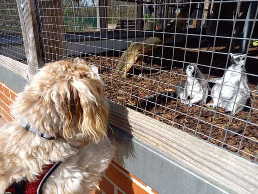 Bilder Hund und andere Tiere-Beitrag-Bild