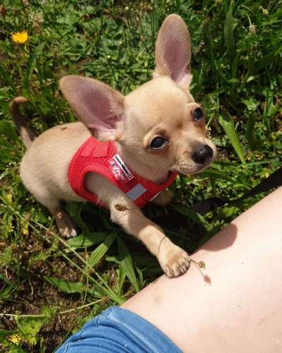 Dein Hund im Dogorama-Kalender 2021-Beitrag-Bild