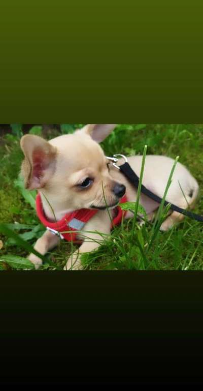 Dein Hund im Dogorama-Kalender 2021-Beitrag-Bild