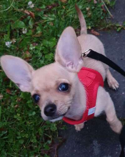 Dein Hund im Dogorama-Kalender 2021-Beitrag-Bild