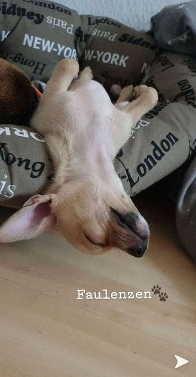 Dein Hund im Dogorama-Kalender 2021-Beitrag-Bild