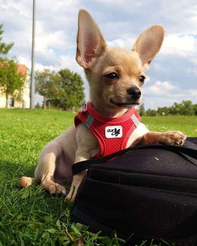 Dein Hund im Dogorama-Kalender 2021-Beitrag-Bild