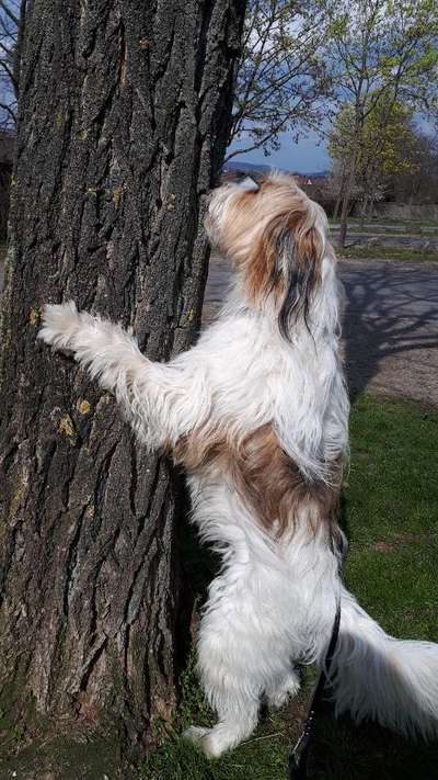 Fotochallenge No. 26                                     Wald und Wiese-Beitrag-Bild