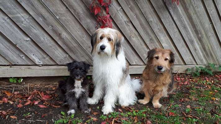 Mehrere Hunde zuhause !-Beitrag-Bild