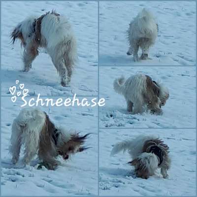 Zeigt die schönsten Schneebilder von eurer Fellnase ❄️-Beitrag-Bild