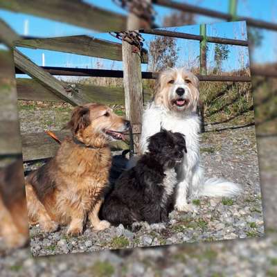 Mehrere Hunde zuhause !-Beitrag-Bild