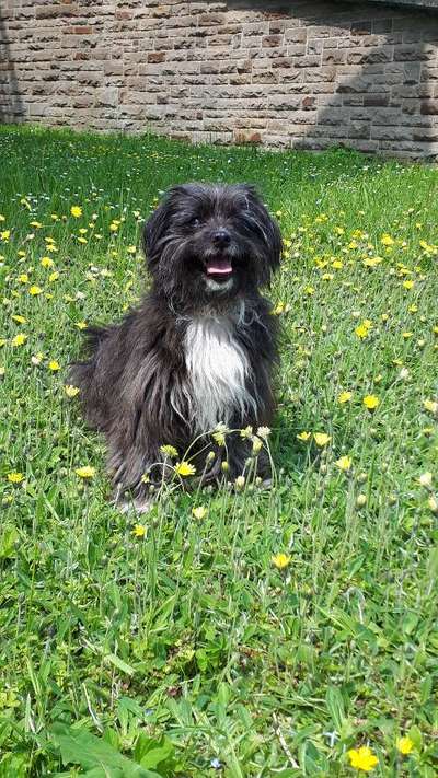 Bolonka Zwetna Freunde-Beitrag-Bild