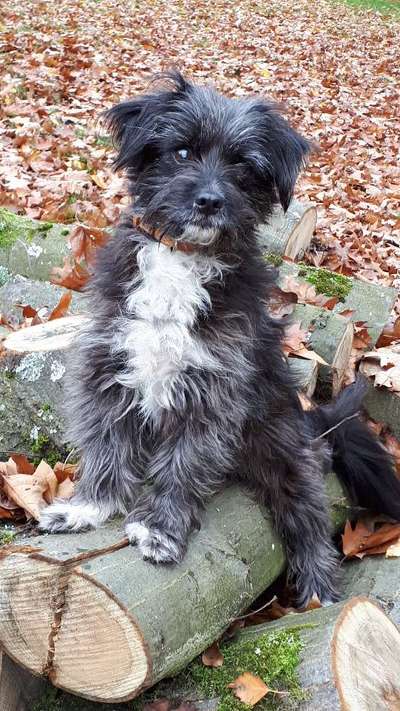 Bolonka Zwetna Freunde-Beitrag-Bild