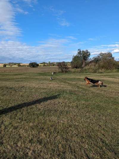 Hundetreffen-Spiel ,Spass Spaziergang-Bild