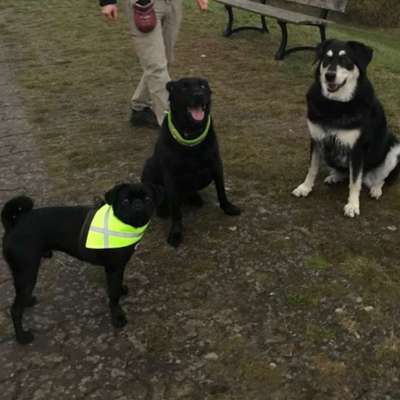 Hundetreffen-Hundespaziergang-Bild