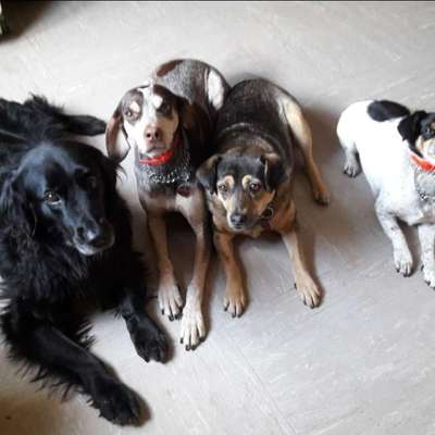 Hundetreffen-Treffen zum Gassi gehen