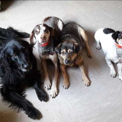 Hundetreffen-Treffen zum Gassi gehen