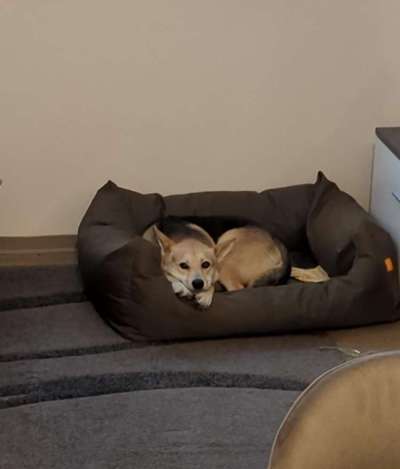 Hundetreffen-Spiel und Gassirunde-Bild