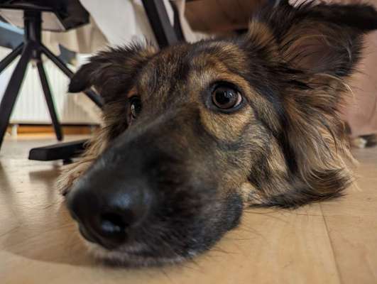 Zeigt mir die tollste Nahaufnahme von eurer Fellnase-Beitrag-Bild