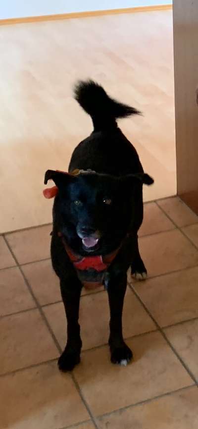 Mischlingshunde Foto Aufruf-Beitrag-Bild