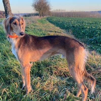 Hundetreffen-Windhundtreffen Kreis Crailsheim-Bild