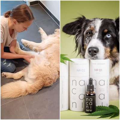 Hundetreffen-Hundephysiotherapeutin & Nacani CBD for animals über Seniorenhunde-Bild