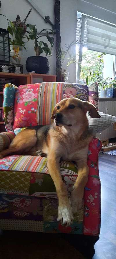 Mischlingshunde Foto Aufruf-Beitrag-Bild