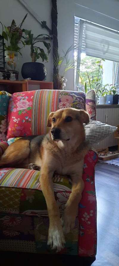 Die Dogorama Kalender Challenge Titelbild-Beitrag-Bild