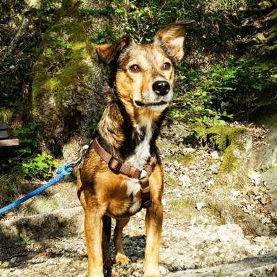 Die Dogorama Kalender Challenge Titelbild-Beitrag-Bild