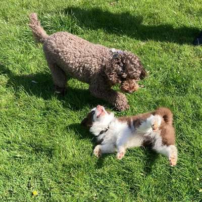 Hundetreffen-Welpen und Hundetreff (klein bis mittelgroß)-Bild