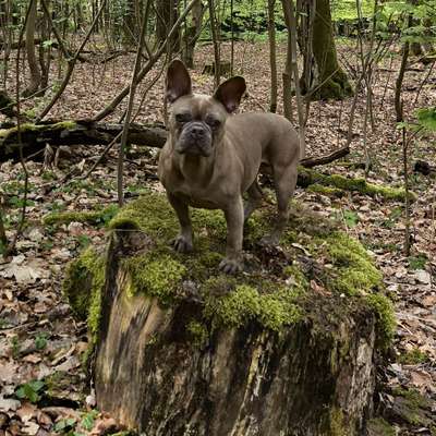 Hundetreffen-Französische Bulldoggen Runde-Bild