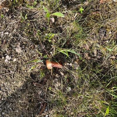 Giftköder-Giftköder-Bild