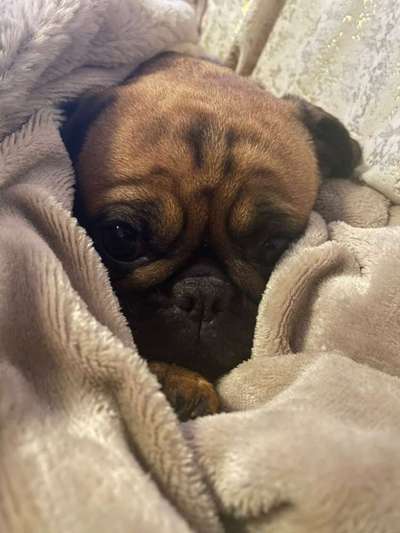 Dogorama Photo Challenge - Hundeblick zum hinschmelzen-Beitrag-Bild