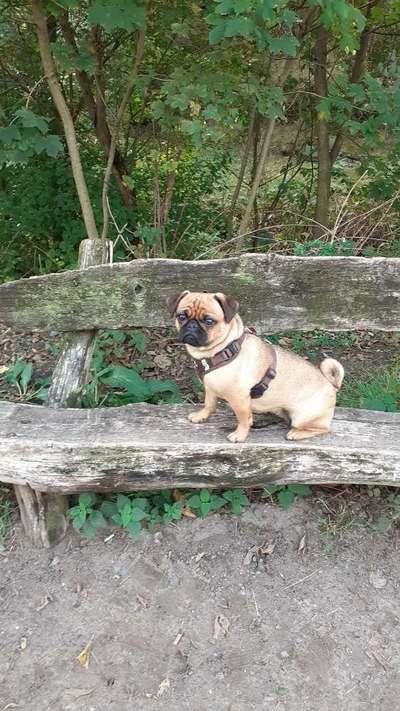 Wald Bild-Beitrag-Bild