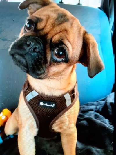 FOTOCHALLENGE 70 - Dein Hund im Auto-Beitrag-Bild