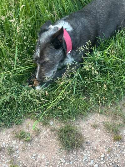 Hundetreffen-Gemeinsames Gassigehen in der Nähe vom Thomasberg Duderstadt-Bild