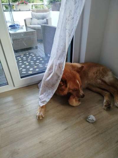 Hundetreffen-Spielen und Erziehung-Bild