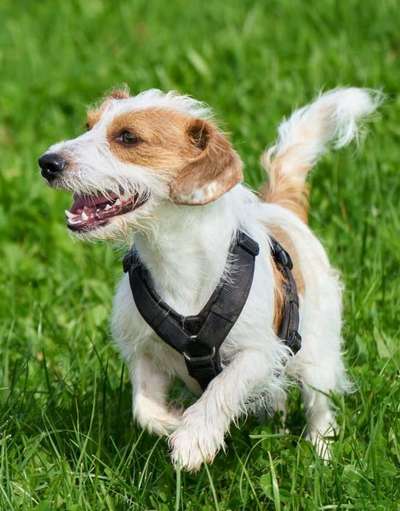 Hundetreffen-Junghundetreffen (kleine Hunde) Windach und Umgebung-Bild