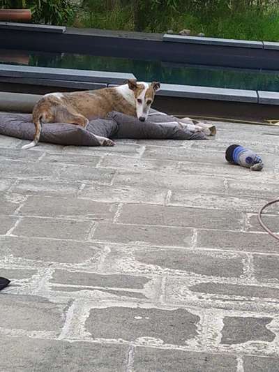 Windhunde - Treffen der besonderen Schönheiten
HERZLICH WILLKOMMEN-Beitrag-Bild