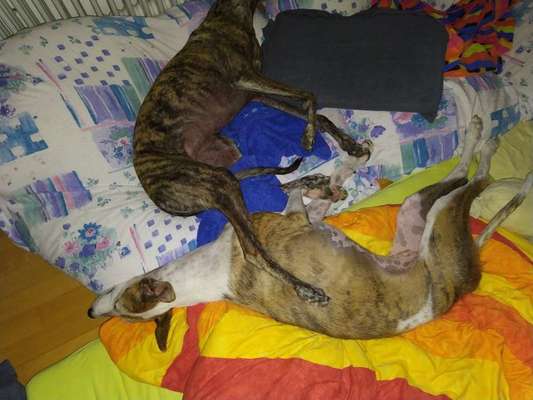 Windhunde - Treffen der besonderen Schönheiten
HERZLICH WILLKOMMEN-Beitrag-Bild