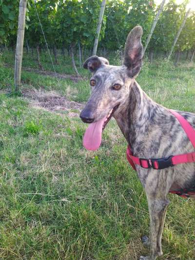 Windhunde - Treffen der besonderen Schönheiten
HERZLICH WILLKOMMEN-Beitrag-Bild