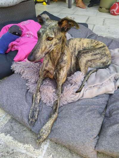 Windhunde - Treffen der besonderen Schönheiten
HERZLICH WILLKOMMEN-Beitrag-Bild