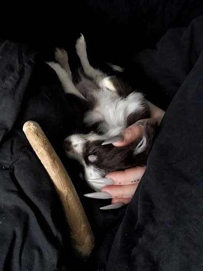 Welpen Bilder !-Beitrag-Bild