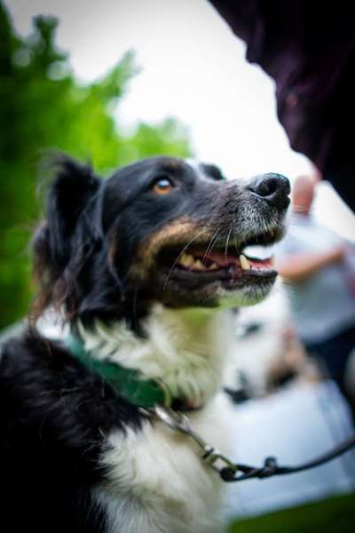 🧨 „Hundetrainer? Brauch ich nicht!“ – Hä?! Oder DOCH?! 🐾-Beitrag-Bild