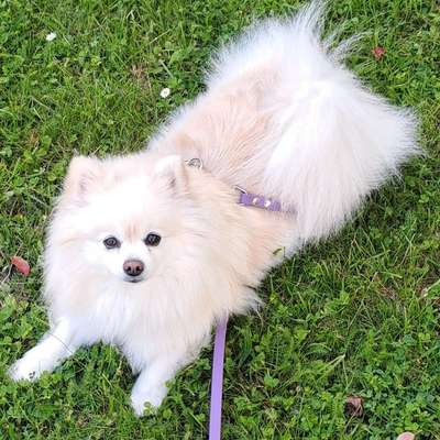 Hundetreffen-Gassi gehen-Profilbild