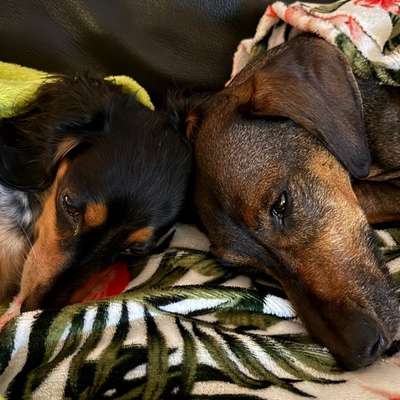 aktuelles Foto Gruppe Dackel